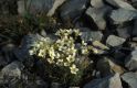 Wandern Piemonte - Saxifraga valdensis